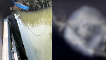 Cientistas revelam água-viva em forma de cubo com visão múltipla encontrada em reserva natural