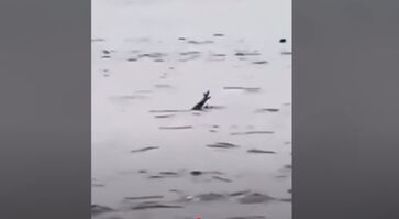 Biólogo desmente vídeo viral de crocodilo que teria fingido se afogar para atacar pessoas