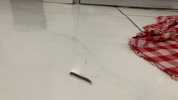 Substância tóxica do piolho-de-cobra impressiona pela cor e cheiro, mas o animal é inofensivo e até benéfico para o ambiente.