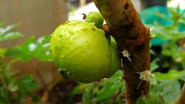 Ao contrário da jabuticaba tradicional, de casca roxa, a jabuticaba-branca tem a polpa e a casca em um tom de amarelo-esverdeado