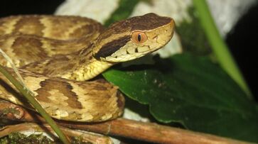 Jararaca é uma das serpentes mais comuns do Sudeste do Brasil