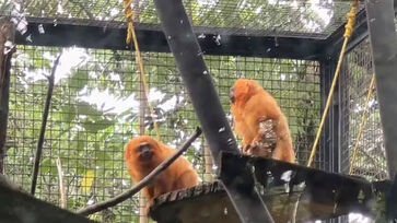 Novos micos-leões dourados do Zoológico de Guarulhos