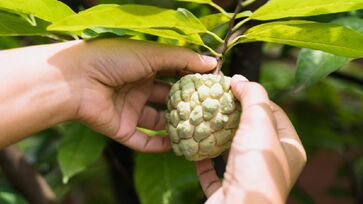 A fruta-do-conde tem propriedades que ajudam na circulação e diminuem os picos de glicemia