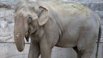 Animal passou mais de 30 anos em Mendoza, no ex-zoológico, hoje transformado em um Ecoparque
