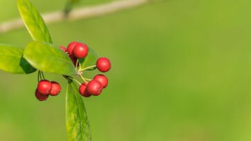 Frutinha vermelha é a mais doce do mundo
