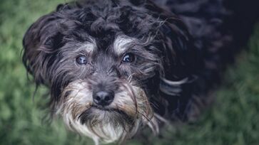 Cães de pequeno porte viram idosos a patir dos 10 anos