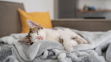Raças como Siberiano, Maine Coon e Gato Norueguês da Floresta se adaptam melhor a temperaturas frias, diferente de outras