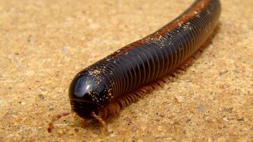 Substância tóxica do piolho-de-cobra impressiona pela cor e cheiro, mas o animal é inofensivo e até benéfico para o ambiente.