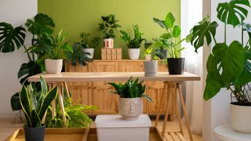 Algumas plantas harmonizam o espaços além de serem prosperas e causarem bem-estar