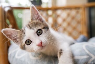 Gatos demonstram sensações e emoções pelos gestos corporais