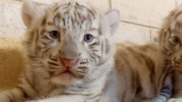 Filhotes de tigre branco nasceram em março 