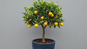 Com poda e cuidados corretos, árvores podem dar frutos até dentro de casa