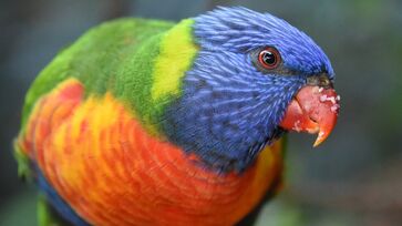 Aves coloridas são cada vez mais raras nas grandes cidades