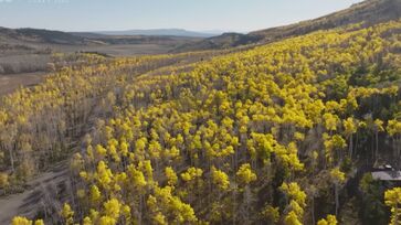 O que parece ser uma floresta, na verdade é apenas uma árvore