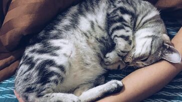 Como um animal desconfiado, o gato tende a observar cuidadosamente o ambiente e as pessoas ao redor