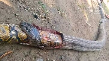 Moradores das Filipinas se deparam com cena aterrorizante de uma cobra venenosa que engoliu um píton inteiro, gerando pânico na região
