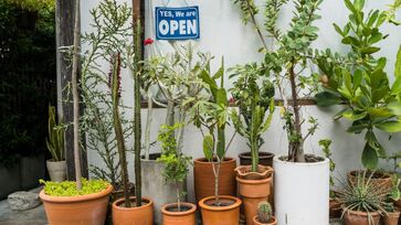 Essas quatro plantas vão proteger a sua casa