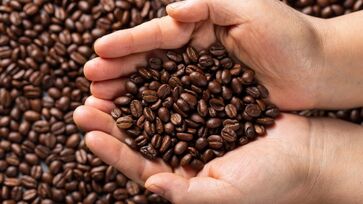 Uso de grãos maduros demais pode revolucionar a forma de fazer café especial