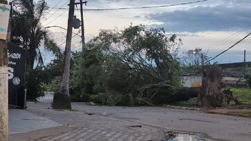Ventania provoca risco de quedas de árvores, destelhamentos e danos estruturais