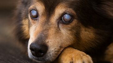 Fatores como idade podem impactar no clareamento dos olhos; atenção é essencial