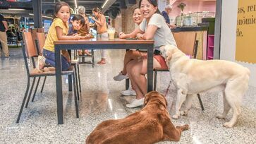 No domingo (20/7), das 11h às 16h, os visitantes terão a oportunidade de conhecer e adotar cães que estão à procura de um lar