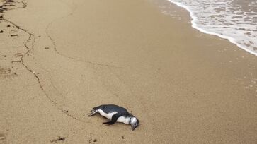 Um dos pinguins foi encontrado na Praia de Itaguaçu, em Ilhabela