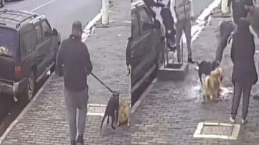 Cachorra da raça shar-pei foi atacada por um pitbull no bairro de Perdizes