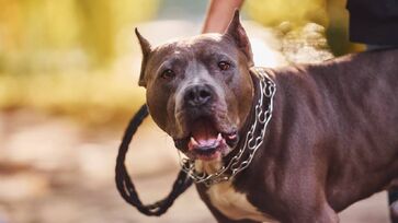 PM informou que o cachorro havia sido adotado há cerca de dois meses