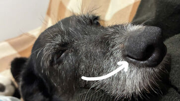 Fenda nasal dos cachorros tem função impressionante