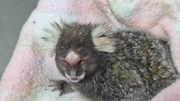 Sagui foi solto devido à dificuldade de vagas em centros de recuperação de fauna