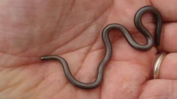A cobra de Barbados era considerado extinta