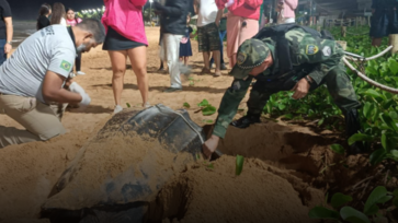 Tartaruga-gigante foi avistada no litoral do Espírito Santo