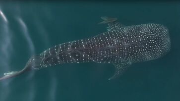 Maior peixe do mundo voltou a surgir várias vezes no litoral norte de São Paulo
