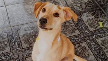 Preferência por nomes femininos revela forte presença de fêmeas entre os animais