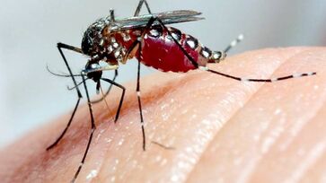 Resultado é atribuído às ações intensificadas de combate ao Aedes aegypti, mosquito transmissor da dengue