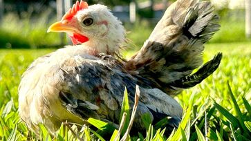 Galinhas da raça Serama têm ganhado espaço como animais de estimação