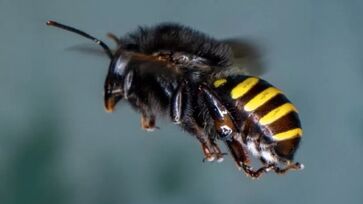 Uma molécula (diterpeno) encontrada no própolis produzido pela abelha chamada popularmente de mandaçaia e que não possui ferrão, mata larvas do Aedes aegypti