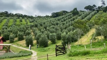Fundada por Bia Pereira e Bob Costa, a propriedade converteu pastagens em olivais e hoje soma 17 hectares em São Paulo e mais de 100 hectares no Rio Grande do Sul.