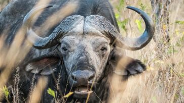 O mamífero é um dos mais temidos da savana africana