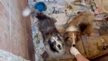 Mais de 100 animais, incluindo cerca de 80 cães de raça, entre Border Collies e Pastores de Shetland, foram encontrados em condições de maus-tratos