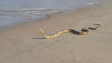 Serpente foi flagrada em praia de Lagoinha, em Ubatuba