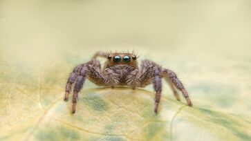 Esses métodos são bastante eficazes para afastar aranhas do seu lar