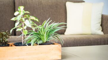 Algumas plantas não gostam de receber luz do sol diretamente
