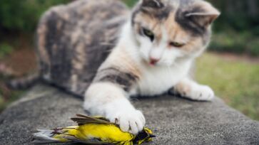 Os gatos não são 100% domésticos, carregando um instinto selvagem dentro de si