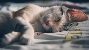 O gato possui uma audição aguçada e também por isso busca locais tranquilos para o descanso