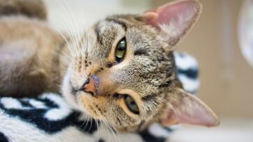 Os gatos em fase adulta não costumam se comunicar com miados com os demais amigos felinos