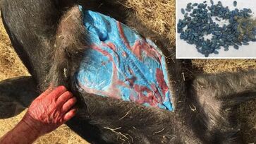 Flagra ocorreu nas proximidades de Salinas, no condado de Monterey, onde Burton costumava realizar a captura de animais
