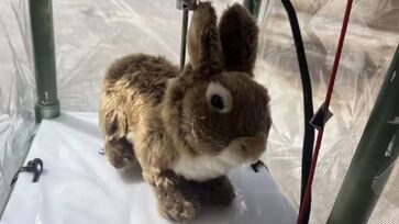 Esses bichos artificiais imitam perfeitamente os movimentos e o calor corporal dos coelhos-dos-brejos