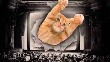 Atração principal é o CatVideoFest, um concurso internacional inédito no Brasil, que reúne uma coletânea de vídeos fofos e engraçados de gatinhos