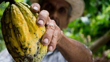 Três primeiros lugares foram conquistados por chocolates que utilizaram amêndoas cultivadas no assentamento Tuerê